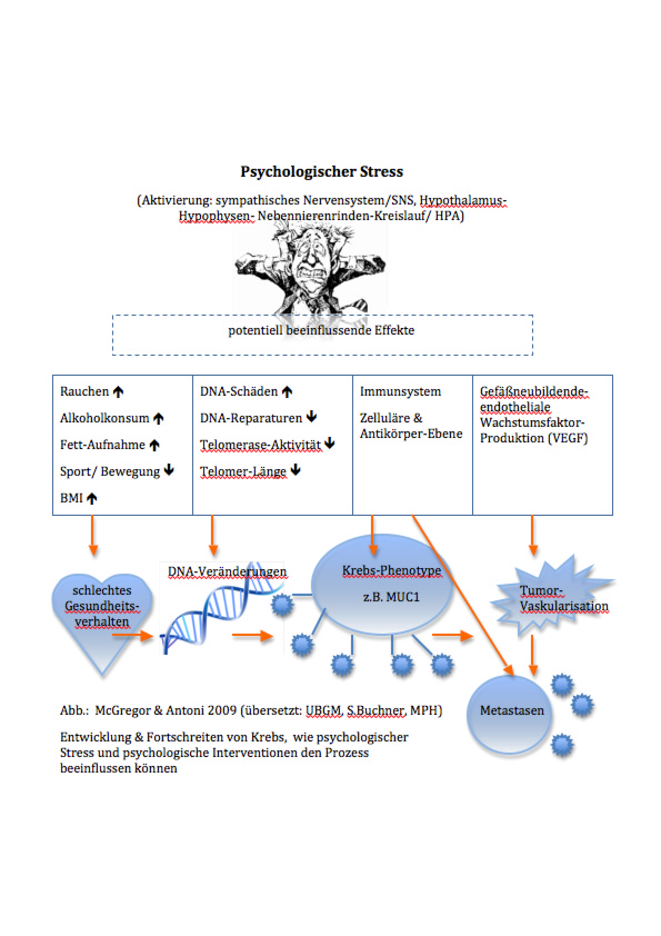 thumbnail of psycho-neuro-immunologie_modell_mc-gregor-antoni_uebersetzt_buchner